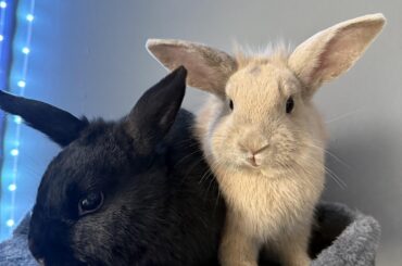 May I present: Raven & Dobby!