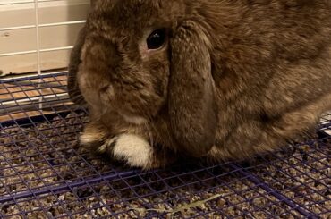 Found Bun in NC/RDU