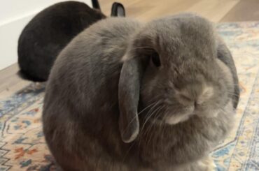 How do I get my bunny to dig in his dig box?