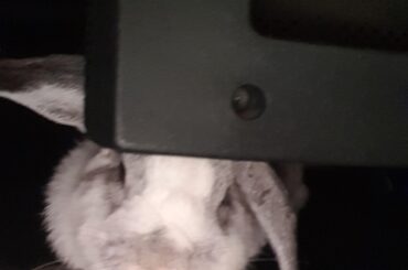 Henlo. Where Nanners?