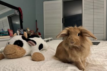 EVERYONE MEET FRANKIE!!