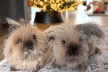 Coco and Lucy wishes all you fluffers a happy holiday season