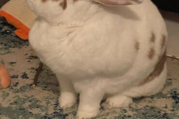 I had the audacity to reply to a text while petting her