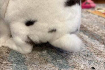 (Oc) show me your 🐰 tails!