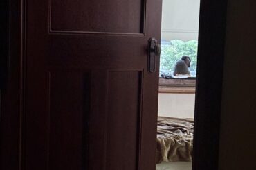 Why are non-rabbit owners like That