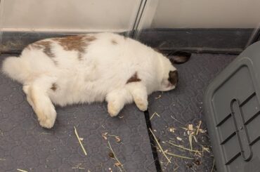 Sora had a long day of reorganizing his habitat...