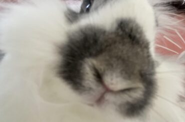 Rabbit friendly rug/flooring reccomendations