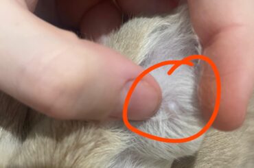 what’s this on his ear?