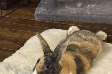 Foster bun Quinn is looking for his forever home ❤️