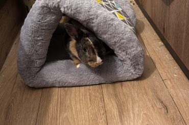 Any experience with intestinal inflammation?