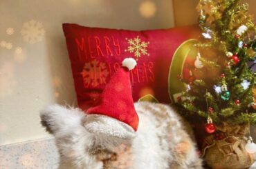 Happy Holidays from Travis!