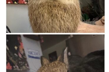 once a cheeser, always a cheeser