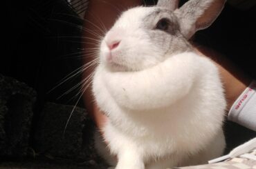 My rabbit looked like it was tired of the world😆