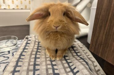 Just brought my new bunbun home! Name suggestions?
