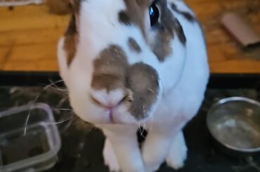 Do all rabbits chew and pee on their blankets