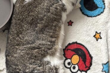 Full flop