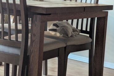 Daisy always loved jumping on the dining chairs, so we got her a cat tree!
