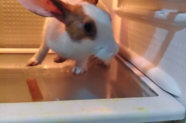 Bunny in the fridge