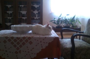 Is this how you should behave when you are a guest?