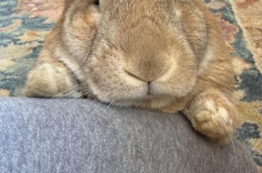 I can’t resist the tiny paws on my lap