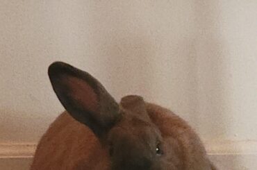 my thanksgiving turkey