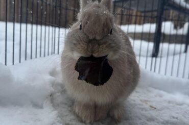 Chips first time seeing snow!