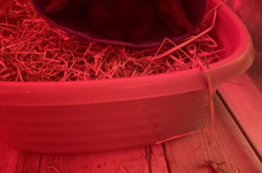 The cone of shame  for blueberry