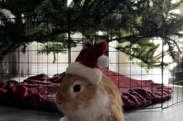 So far, so good 🌲