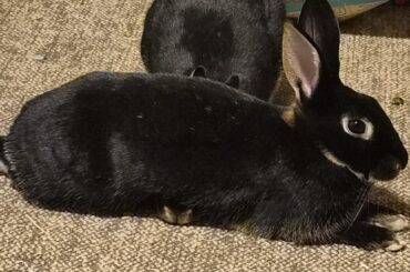 How my bunnies insist on sleeping