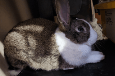 My bunny really likes dried apple slices. I don't really like the cost