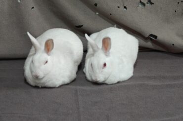 Two loafs