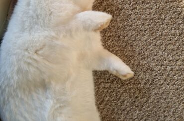 When the morning garden zoomies make you extra sleepy