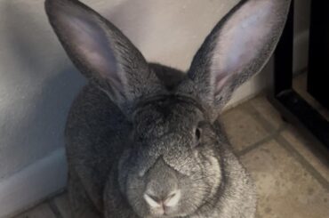 What is the best way to house my bunnies while I wait to neuter my boy?