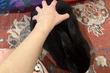 He doesn’t want to be pet, he wants me to grip his booty. He will headbutt me until I do this.