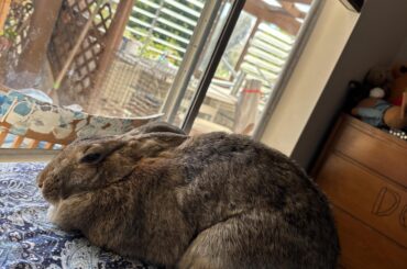 I can’t tell why there’s a loaf of bread on my bed HELP