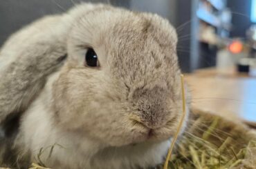 Went to a bunny cafe!!!