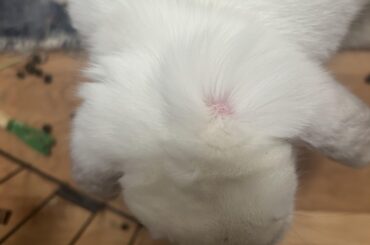 what is on my bunnies head???