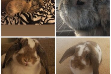 Just Looking at others bunnies