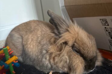 My dearest boy passed away