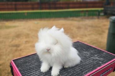This bunny could pass off as a small dog or cat at airports