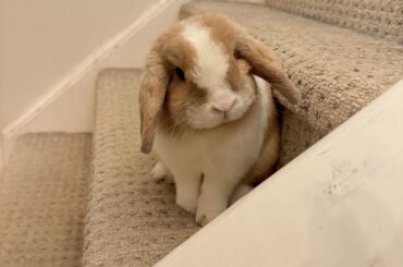 Does your bun ever not want to hang out with you?