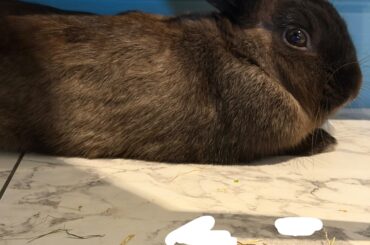 Bubby is sneezing more than usual