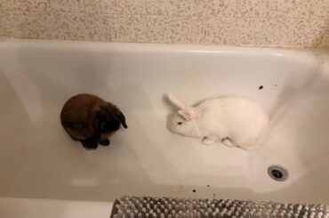 First time bonding rabbits