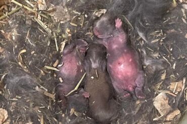 What color are these kits