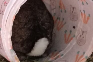 It's Friday bunny butt day