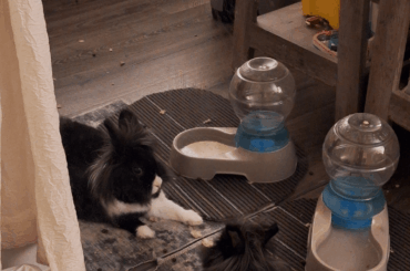 Is this bad for my bunny?