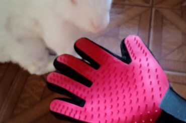 At what time of year does your bunny shed its fur? What tool do you use to brush it?