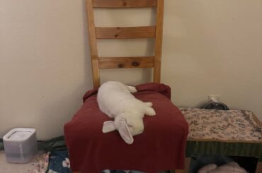 Blizzard the wizard is not available