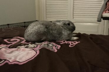 it’s giving ✨sphinx✨