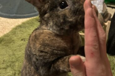 Teaching him to hi five but he only does it when he hears me grab his treats what do I do now?